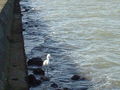 DSC02432.JPG