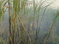 DSC02363.JPG