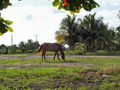 c-100_0850.jpg