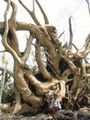 faustiatatree223_08_23.jpg