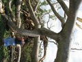 faustiatree123_08_22.jpg