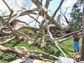faustiattree323_08_23.jpg