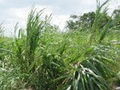 suagarcane8_23_17.jpg
