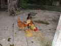 e-img_0194.jpg