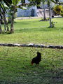 A-DSC04466.JPG