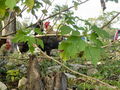 A-DSC04467.JPG