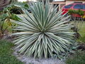 A-DSC04831.JPG