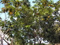 P-100_0268.JPG