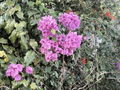 S-IMG_1824.JPG