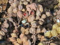 S-IMG_1826.JPG