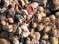 S-IMG_1828.JPG