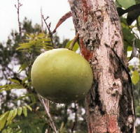 Calabash Tree Fruit