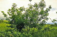 Madre de Cacao Tree