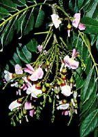 Madre de Cacao Tree