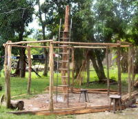 Madre de Cacao Tree